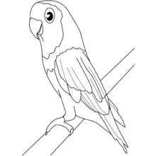 Parrot perched on a branch coloring page