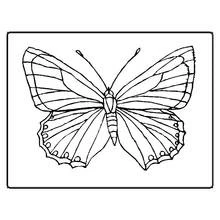 Butterfly with symmetrical wings coloring page