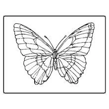 Butterfly with symmetrical wings coloring page