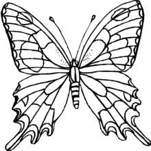 Butterfly with wide open patterned wings coloring page
