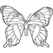 Butterfly with symmetrical wings coloring page