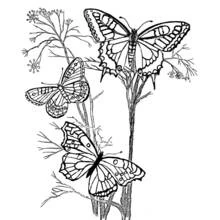 Three butterflies resting on wild plants coloring page
