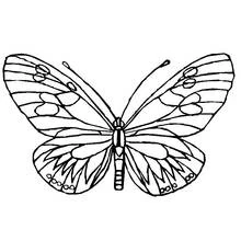 Butterfly with symmetrical patterned wings coloring page