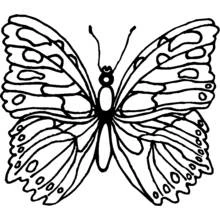 Butterfly with symmetrical wings spread wide coloring page