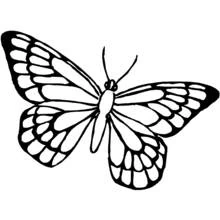 Butterfly with wide open wings coloring page