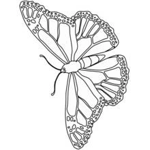 Butterfly with detailed monarch wings coloring page