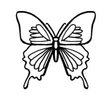 Butterfly with symmetrical wings coloring page