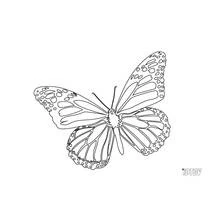 Butterfly with spotted wings coloring page