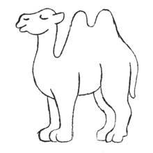 Camel - Free printable coloring pages