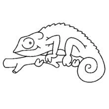 Chameleon resting on a branch coloring page