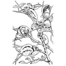Chameleons on branches coloring page