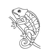 Chameleon perched on a branch coloring page