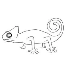 Chameleon walking with curled tail coloring page