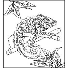 Chameleon curled on a branch coloring page