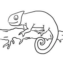 Chameleon resting on a branch coloring page