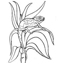 Chameleon climbing on a leafy plant coloring page