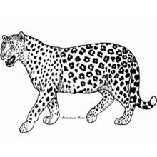 Cheetah - Free printable coloring pages