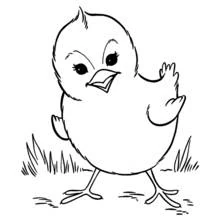 Chick - Free printable coloring pages