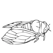 Cicada - Free printable coloring pages