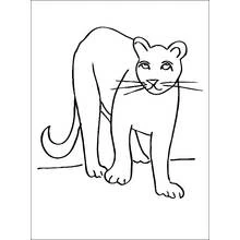 Cougar - Free printable coloring pages