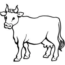Cow standing with head turned forward coloring page