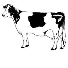 Cow standing in profile coloring page