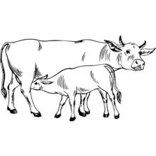 Cow standing beside her calf coloring page