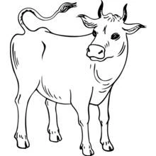 Cow looking back over its shoulder coloring page