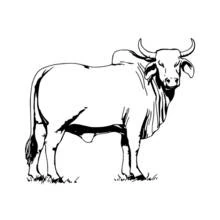 Cow with large horns standing in grass coloring page