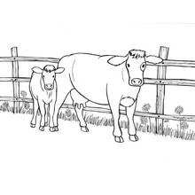 Cow and calf standing by a wooden fence coloring page