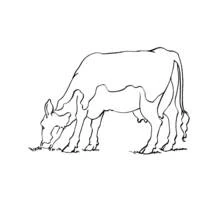 Cow grazing in the grass coloring page
