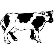 Cow standing calmly in profile coloring page