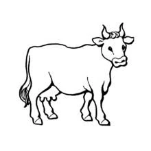 Cow standing calmly in profile coloring page