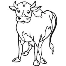 Cow standing with a curious face coloring page