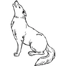 Coyote - Free printable coloring pages