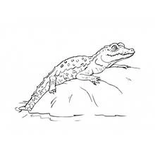 Crocodile resting on a rock by the water coloring page