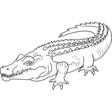 Crocodile - Free printable coloring pages