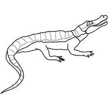 Crocodile walking with mouth open coloring page