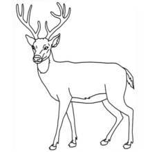 Deer standing with large antlers coloring page