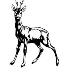 Doe with antlers standing alert coloring page