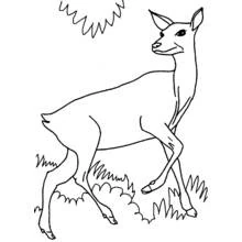 Doe walking through grass coloring page