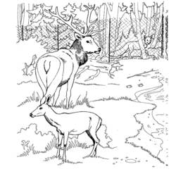 Doe standing beside a large stag in the forest coloring page