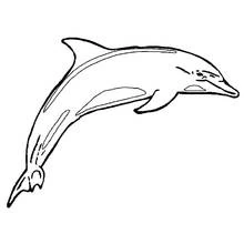 Dolphin leaping through the air coloring page