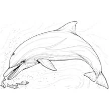 Dolphin leaping toward small fish coloring page