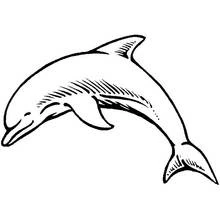 Dolphin - Free printable coloring pages