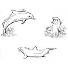 Dolphin trio jumping and swimming coloring page