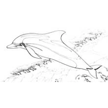 Dolphin leaping near rocks coloring page