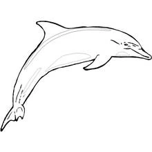 Dolphin leaping through the air coloring page