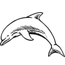 Dolphin leaping through the air coloring page