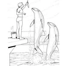 Dolphin show with trainer feeding fish coloring page